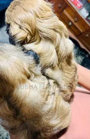 Shih Tzu Puppies