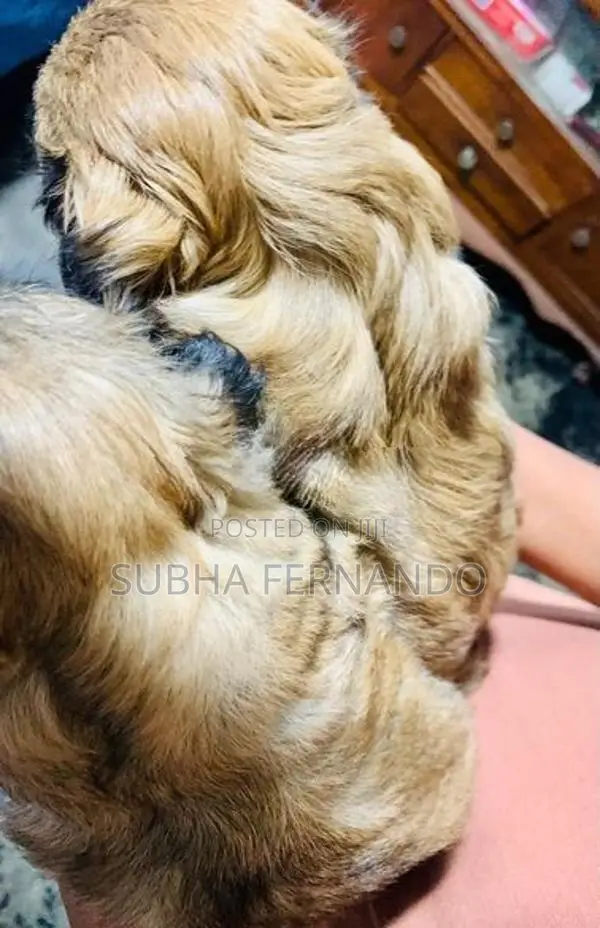 Shih Tzu Puppies