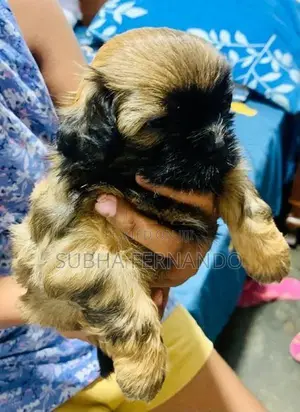 Shih Tzu Puppies