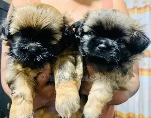 Shih Tzu Puppies