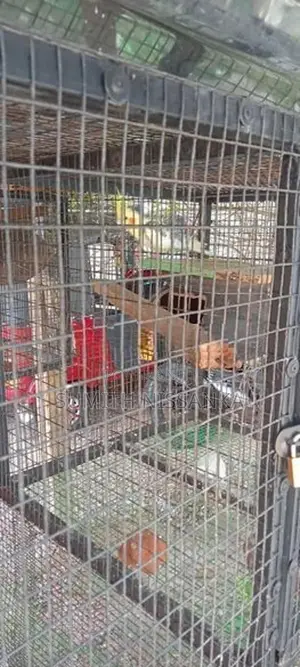 Cockatiel Birds