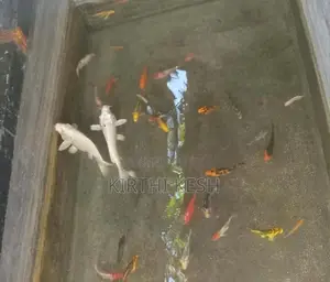 Carp Fish