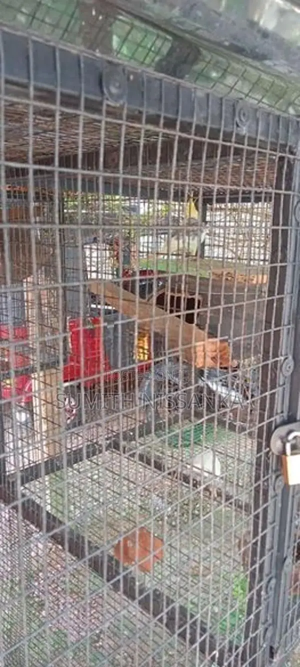 Cockatiel Birds