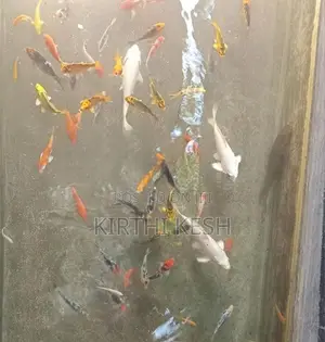 Carp Fish