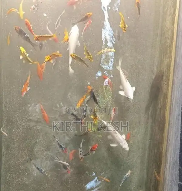 Carp Fish