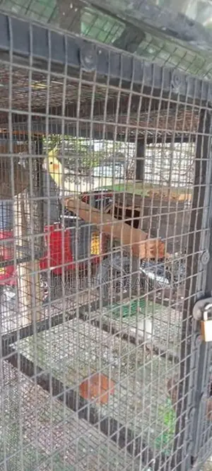 Cockatiel Birds