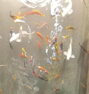 Carp Fish