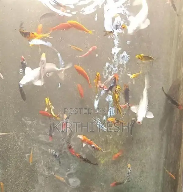 Carp Fish