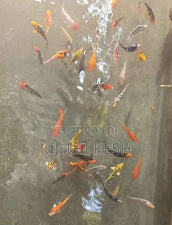 Carp Fish