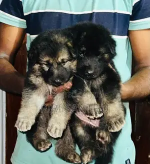 German Shepherd Puppy
