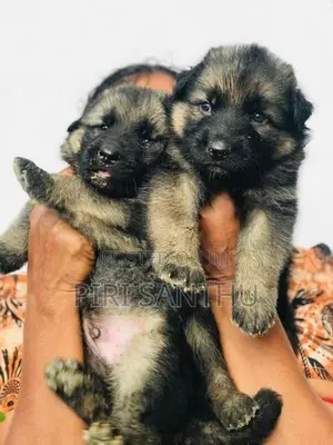 German Shepherd Puppy