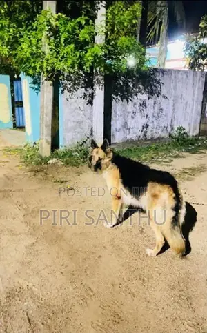 German Shepherd Puppy