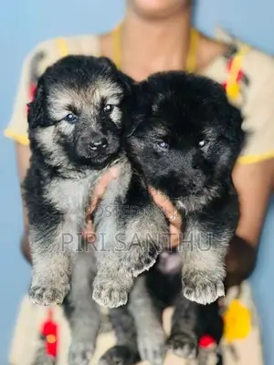 German Shepherd Puppy