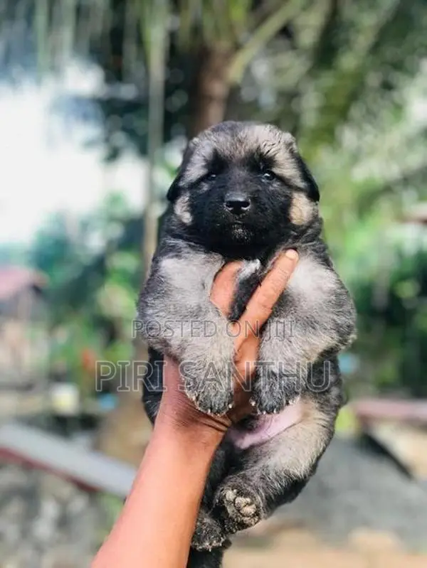 German Shepherd Puppy