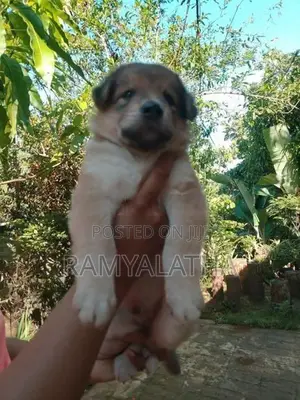 German Shepherd Long Coat Puppie Lion