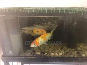 Fish Tank with Fishes