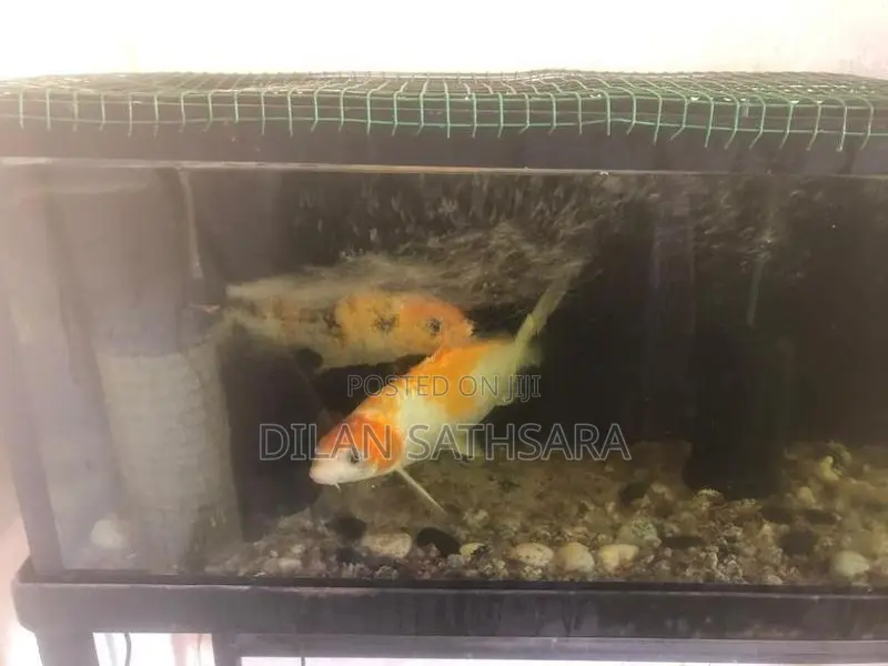 Fish Tank with Fishes