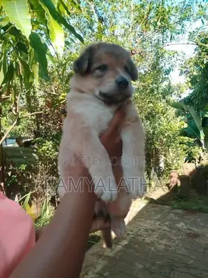 German Shepherd Long Coat Puppie Lion