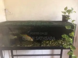 Fish Tank with Fishes