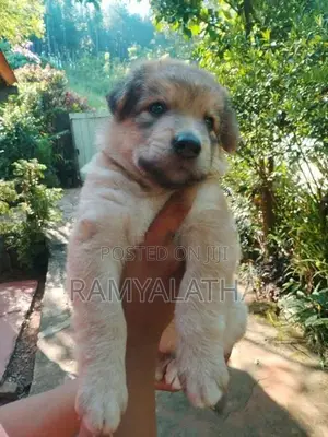 German Shepherd Long Coat Puppie Lion