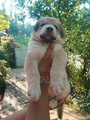 German Shepherd Long Coat Puppie Lion