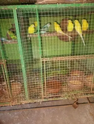 Love Birds