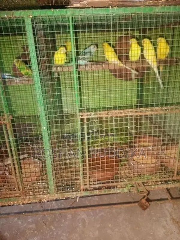 Love Birds