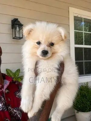 Pomeranian Puppies