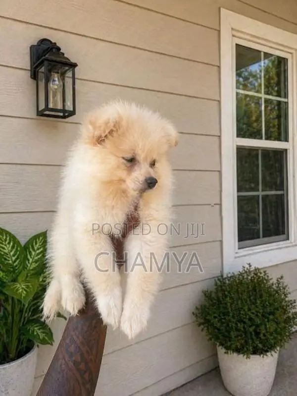 Pomeranian Puppies