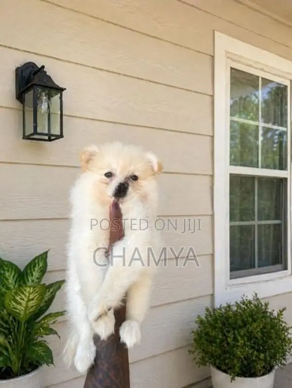 Pomeranian Puppies