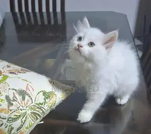 Persian Kittens