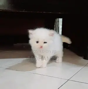 Persian Kittens