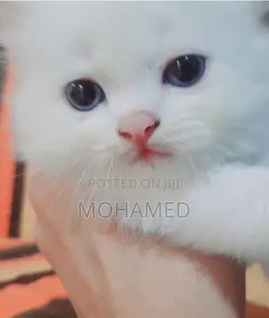 Persian Kittens