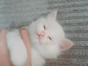 Persian Kittens