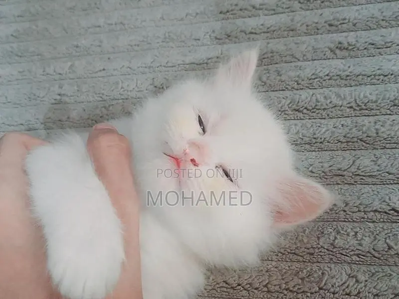 Persian Kittens