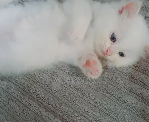 Persian Kittens