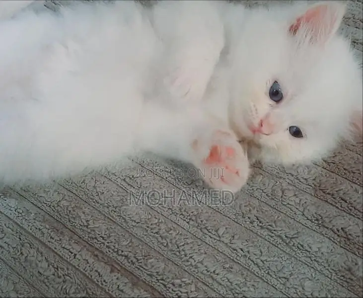 Persian Kittens