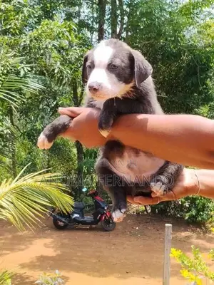 American Bully Puppies