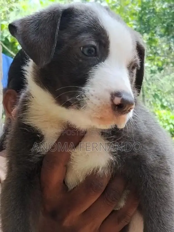 American Bully Puppies