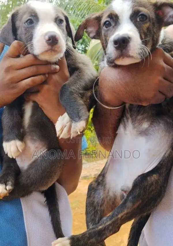 American Bully Puppies