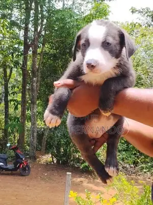 American Bully Puppies