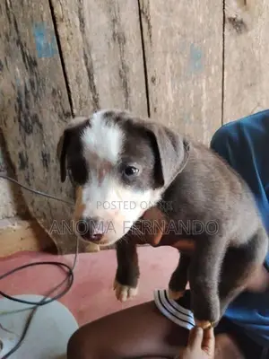 American Bully Puppies