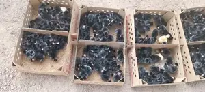 කුකුළන්