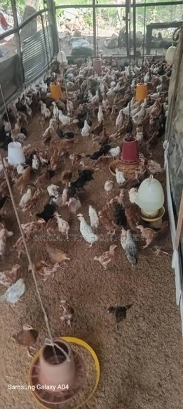 කුකුළන්