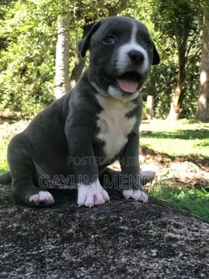 American Bully XL Puppy