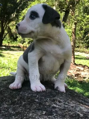 American Bully XL Puppy