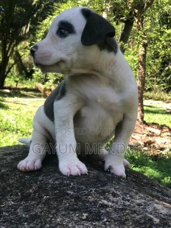American Bully XL Puppy