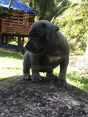 American Bully XL Puppy