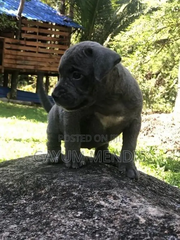 American Bully XL Puppy