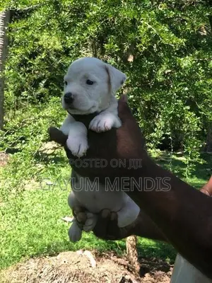 American Bully XL Puppy